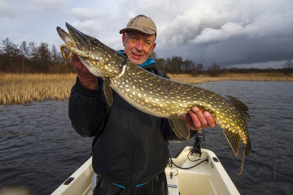 Fraai getekende snoek van een veenplas.