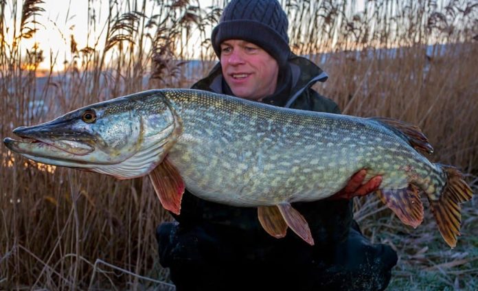 De Purist Deadbait hengels zijn speciaal ontworpen voor het doodaas vissen op snoek en snoekbaars.