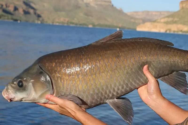 Een eeuw oude buffalofish uit Apache Lake, Arizona. Foto: Universiteit van Minnesota Duluth