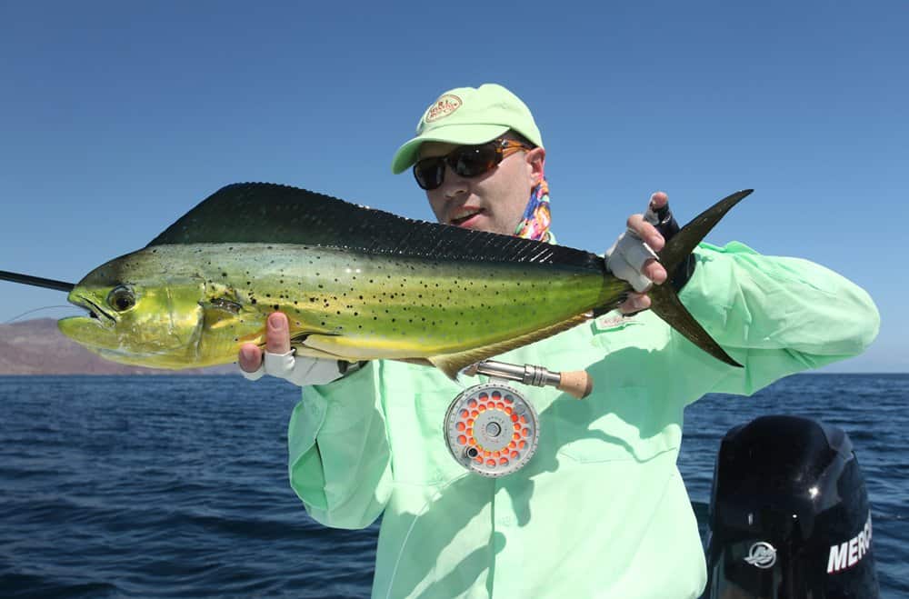 Voor stripers, bluefish, babytarpon en dorado ben je al gauw aangewezen op een #9 uitrusting, voor grote tarpon, permit en zeilvis kom je uit bij de lijnklassen #10, 11 en 12.